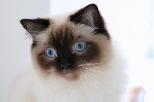 BlueEyeDolls Blue Eyes Ragdoll Kärnten Zucht Ragdollzucht Unterkärnten Katze Blaue Augen Züchter Katze Katze mit blauen Augen TICA Blue Danube Cat Club Klagenfurt Sankt Kanzian Ferienregion behütet aufmerksam Urlaub Klopeinersee Klopeiner See