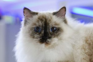 BlueEyeDolls Blue Eyes Ragdoll Kärnten Zucht Ragdollzucht Unterkärnten Katze Blaue Augen Züchter Katze Katze mit blauen Augen TICA Blue Danube Cat Club Klagenfurt Sankt Kanzian Ferienregion behütet aufmerksam Urlaub Klopeinersee Klopeiner See
