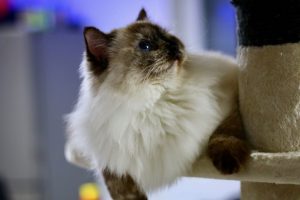 BlueEyeDolls Blue Eyes Ragdoll Kärnten Zucht Ragdollzucht Unterkärnten Katze Blaue Augen Züchter Katze Katze mit blauen Augen TICA Blue Danube Cat Club Klagenfurt Sankt Kanzian Ferienregion behütet aufmerksam Urlaub Klopeinersee Klopeiner See Österreich Region