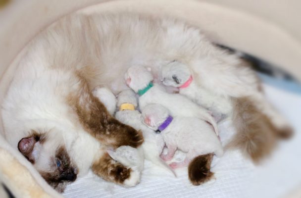 Sookie mit ihren ersten Kitten