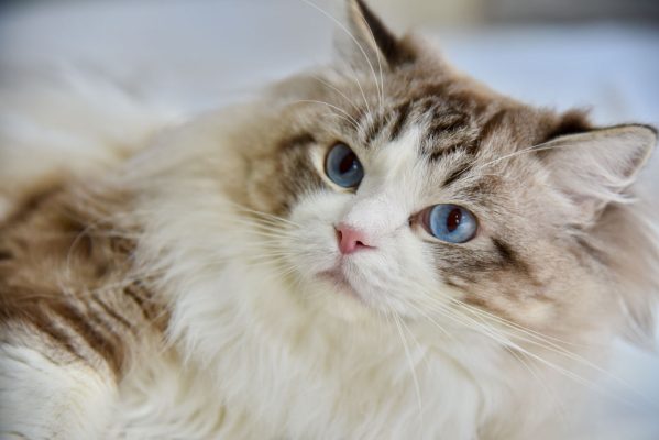 BlueEyeDolls Blue Eyes Ragdoll Kärnten Zucht Ragdollzucht Unterkärnten Katze Blaue Augen Züchter Katze Katze mit blauen Augen TICA Blue Danube Cat Club Klagenfurt Sankt Kanzian Ferienregion behütet aufmerksam Urlaub Klopeinersee Klopeiner See